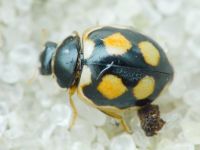 Coccinula sinuatomarginata