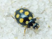 Coccinula quatuordecimpustulata