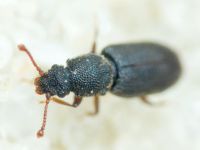 Monotoma brevicollis