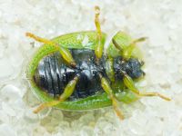 Cassidinae