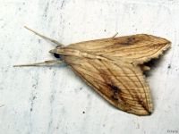 Evergestis forficalis