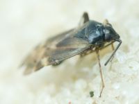 Monosynamma sabulicola