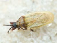Catoplatus nigriceps