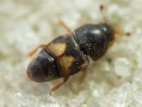 Carpophilus (Carpophilus) hemipterus