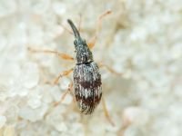 Taeniapion urticarium