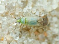 Plagiognathus chrysanthemi