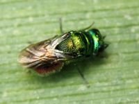 Pseudomalus auratus