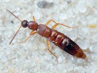 Drusilla (Drusilla) canaliculata