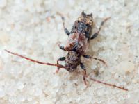 Pogonocherus hispidus