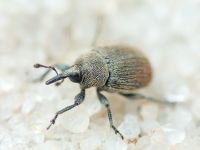 Rhinusa tetra