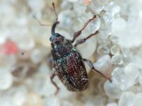 Curculionidae