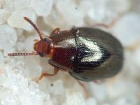 Scaphidema metallicum