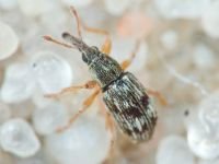 Taeniapion urticarium