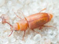 Antherophagus silaceus