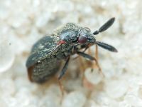 Miridae