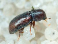 Orthocis lucasi