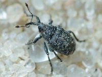 Curculionidae