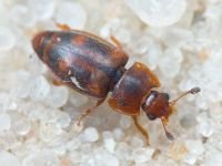 Epuraea biguttata
