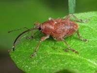 Curculio (Curculio) glandium