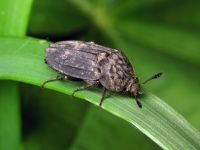Thanatophilus sinuatus