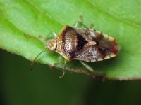 Elasmucha grisea