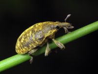 Larinus turbinatus