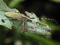 Agapanthia dahli