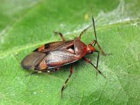 Deraeocoris flavilinea