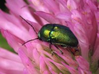 Cryptocephalus (Cryptocephalus) sericeus