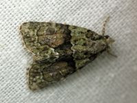 Cryphia algae