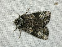 Craniophora ligustri