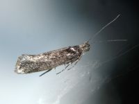Ypsolopha
