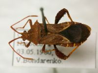 Acanthocerus lobatus