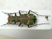 Cicindela talychensis