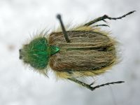 Glaphyrus vulpes