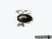 Trachys troglodytes troglodytes