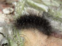 Arctiinae