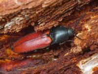 Ampedus (Ampedus) pomonae