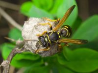 Polistes nimpha