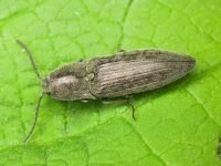 Actenicerus siaelandicus