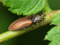 Dicronychus cinereus