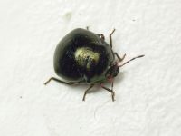 Coptosoma scutellatum