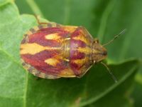 Eurygaster testudinaria