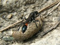 Ammophila sabulosa