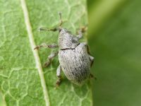 Sibinia (Sibinia) unicolor