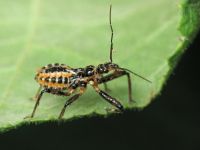 Rhynocoris iracundus