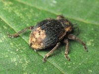 Brachypera taurica