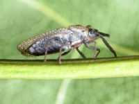 Dictyonota strichnocera