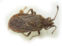 Bathysolen nubilus