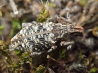 Coniocleonus hollbergii